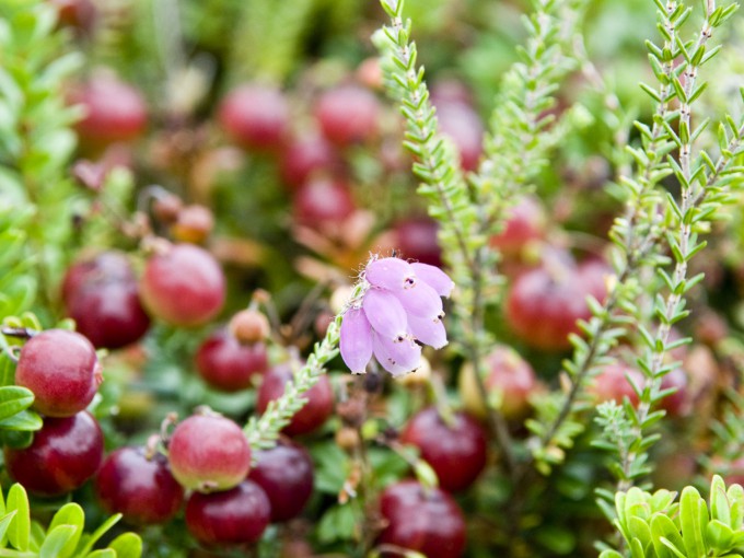 Cranberry-plant