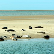 Zeehonden op zandbank